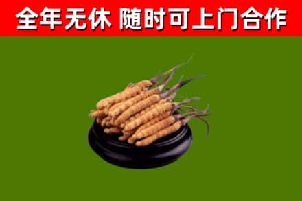 泰兴市回收冬虫夏草