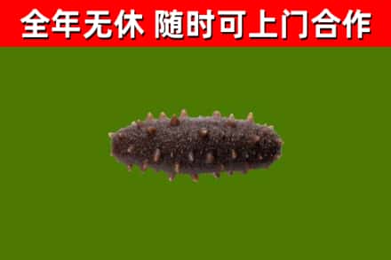 泰兴市回收海参干